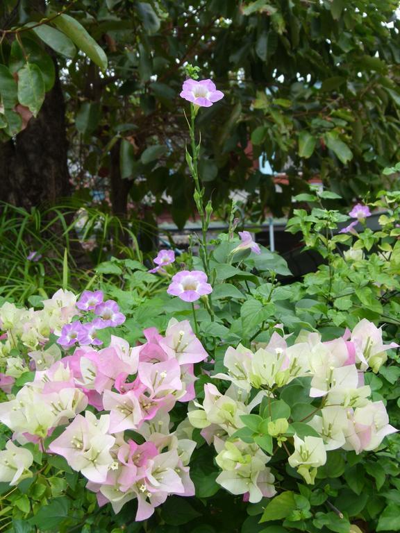Ban Boonchu Bed and Breakfast Phra Nakhon Si Ayutthaya Exteriör bild